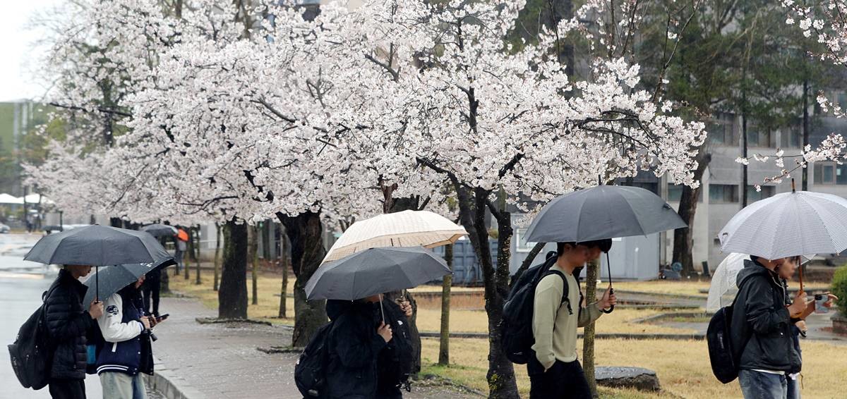 '비와 벚꽃' / 뉴스1