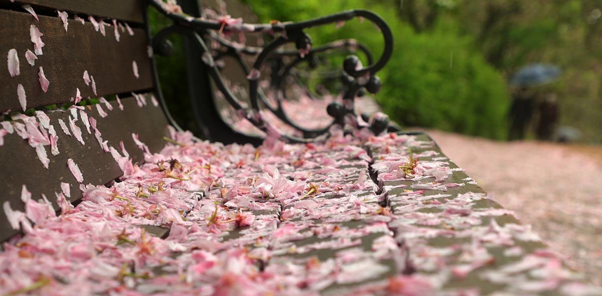 '비에 떨어져 벤치 위로 내려앉은 꽃잎들' / 뉴스1