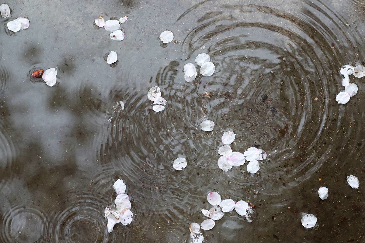 '비에 떨어져 벤치 위로 내려앉은 꽃잎들' / 뉴스1