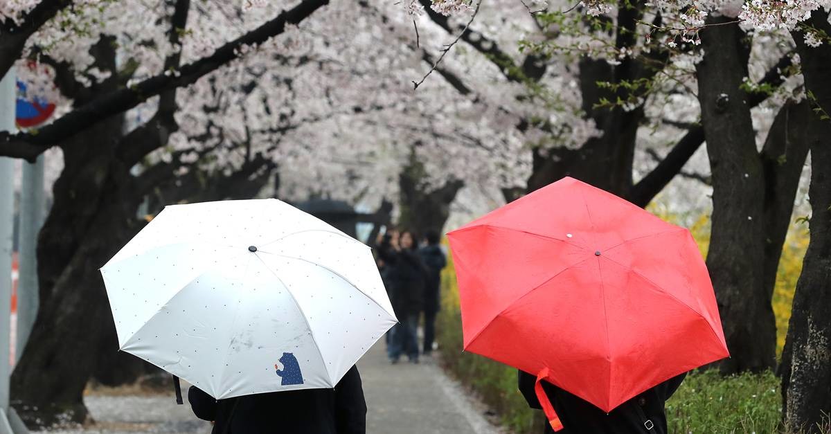 '봄비 내리는 벚꽃길' / 뉴스1
