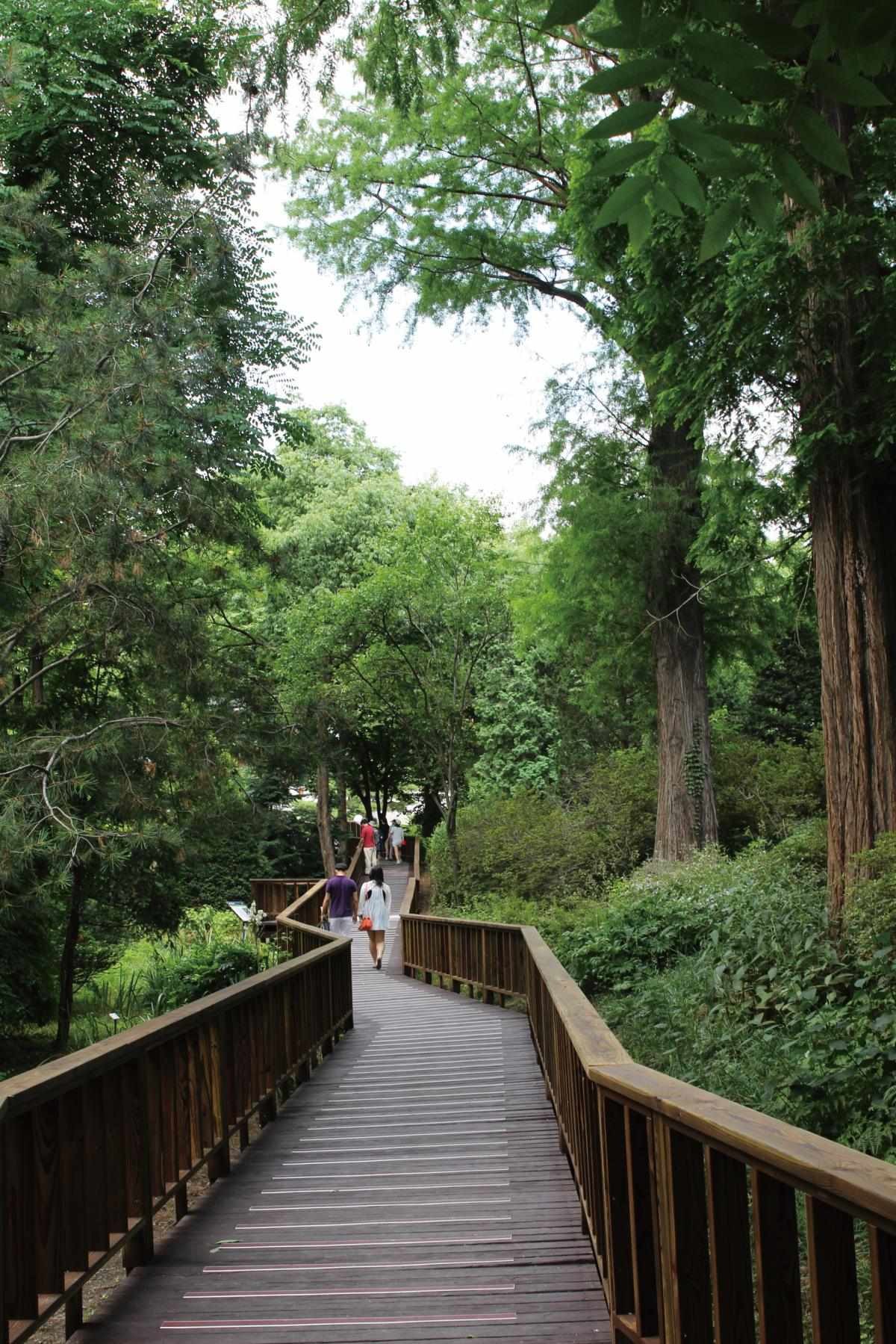 홍릉숲. / 서울시 제공