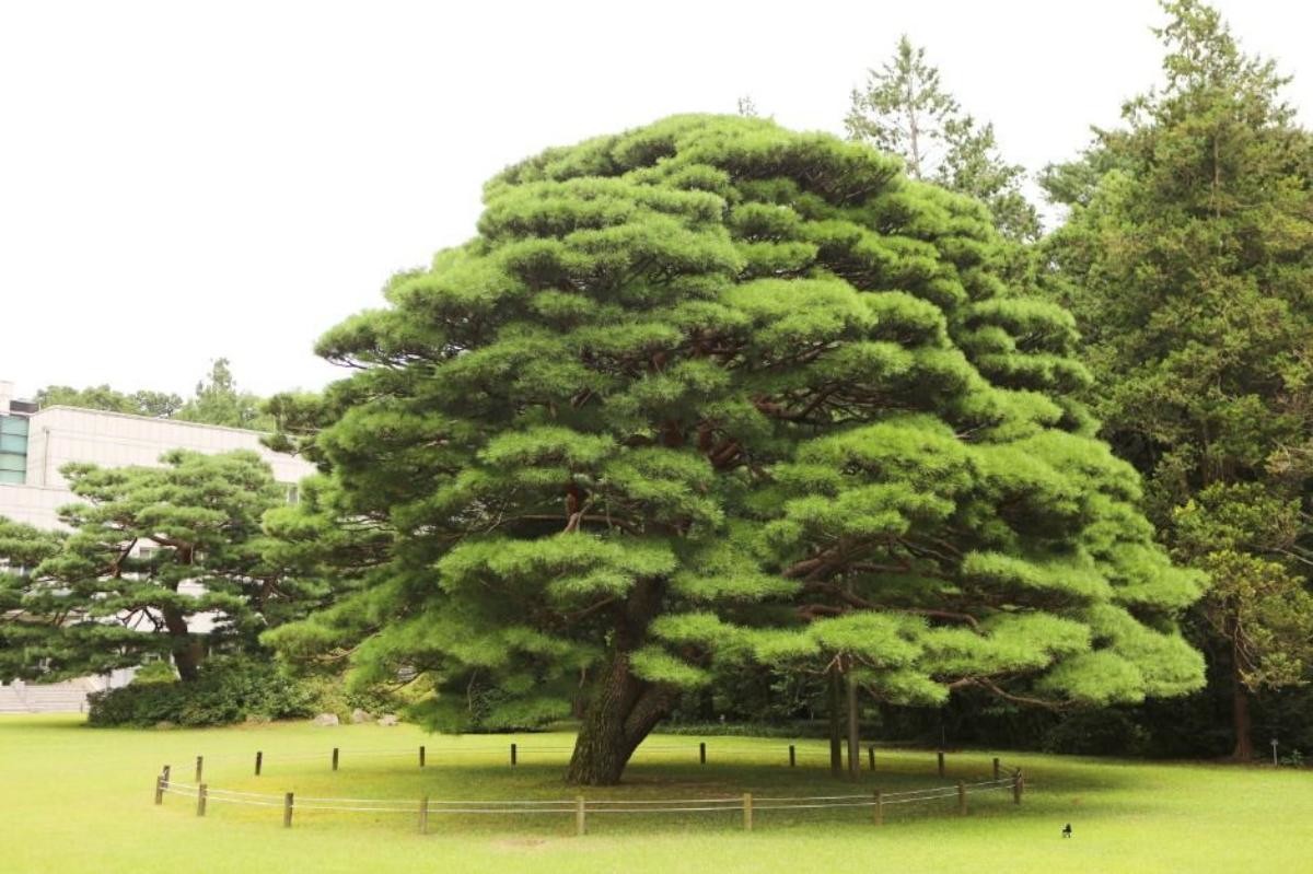 홍릉숲 반송. / 산림청 제공