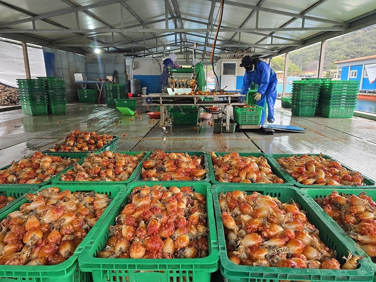 출하한 멍게 / 통영 멍게수하식수협 제공, 연합뉴스