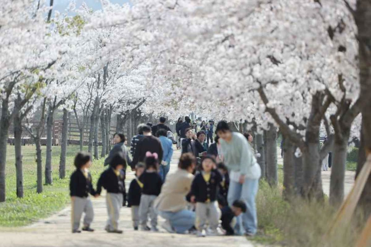 강원도 경포호 벚꽃 /     한국관광공사 대한민국구석구석 홈페이지