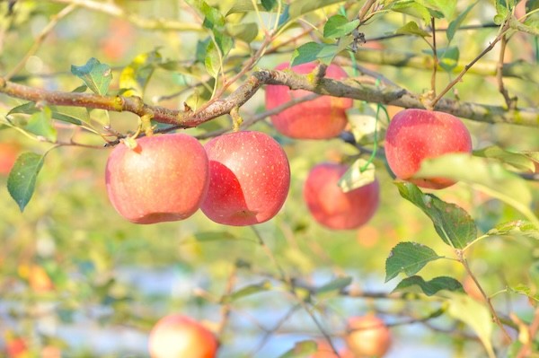 과수화상명 유입 차단 / 순창군