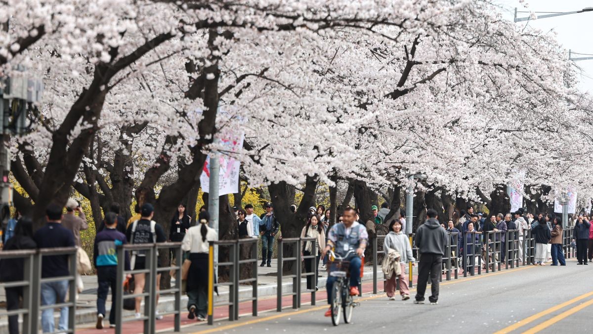 벚꽃 가득한 여의도 / 뉴스1