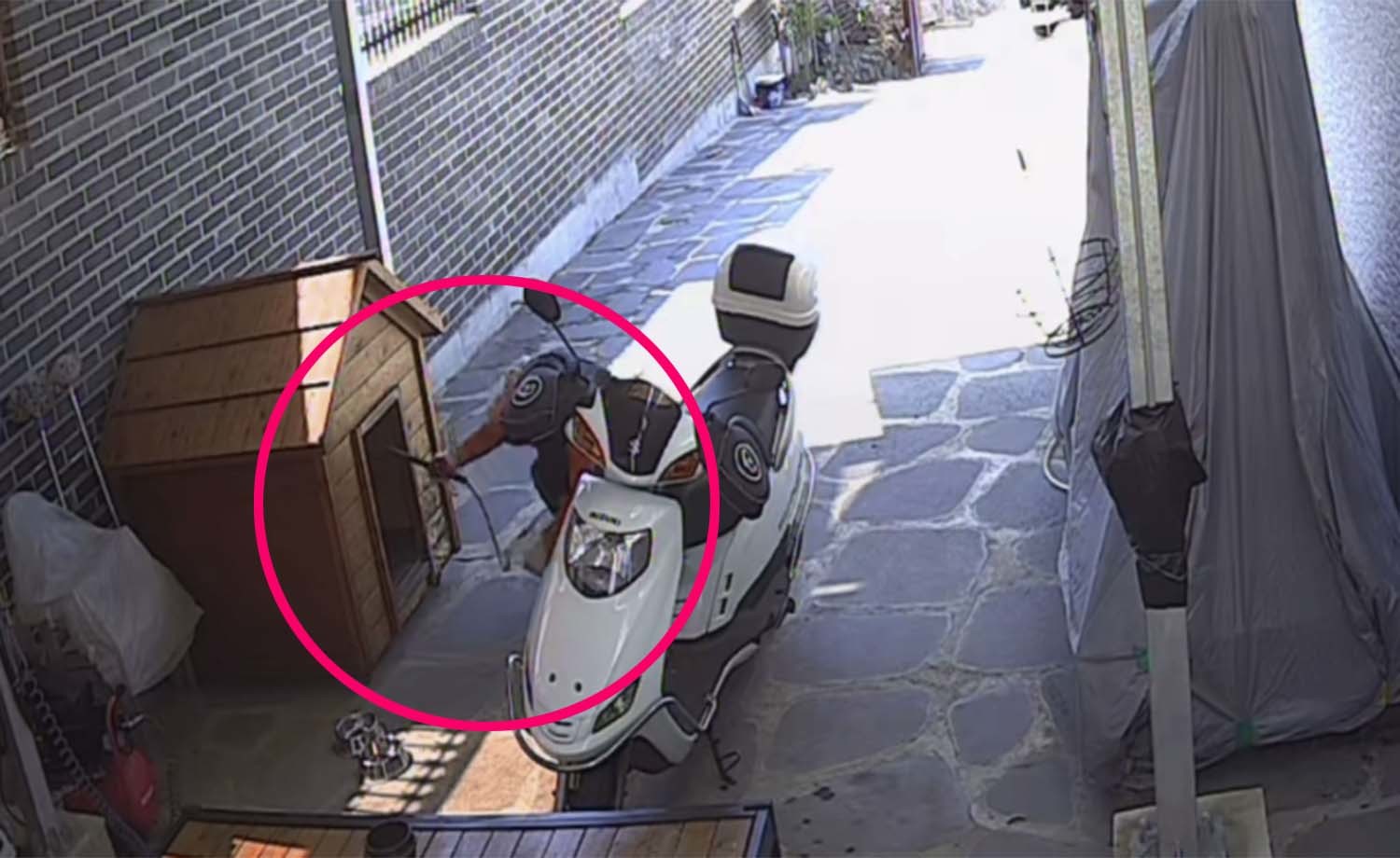 개장수가 남의 집에 들어가 개를 훔치는 모습... “이미 죽었다고 하네요”