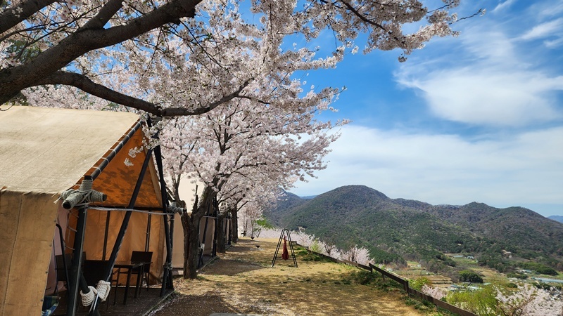 벚꽃부터 별빛까지… 포항 엘포리글램핑, 자연 속 힐링 여행지