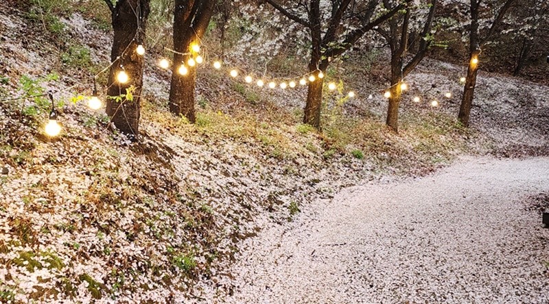 꽃비가 내린 엘포리 글램핑 모습 / 박병준 기자