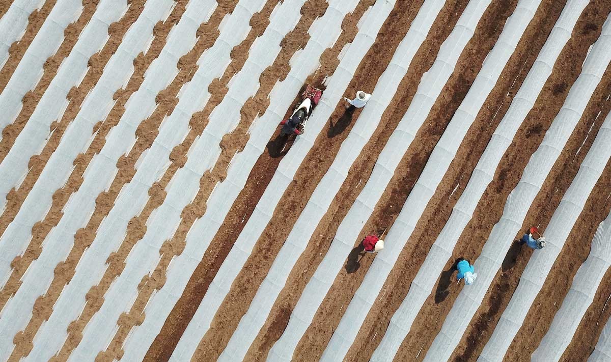 경북 영양군 영양읍 한 고추밭에서 고추모종을 심고 부직포 터널 씌우기 작업이 한창이다. 부직포 터널 방식 재배는 기존의 비닐 터널 재배와 달리 환기구 작업이 필요하지 않으며, 4~5월 서리를 막아줘 고추 심는 시기를 15~20일가량 앞당겨 생산량 증가에 보탬이 된다. 또한 진딧물과 총채벌레 등 바이러스 매개충 유입 차단과 비 가림 효과로 탄저병을 예방하고 방제비와 노동력 절감 효과가 있다. / 뉴스1