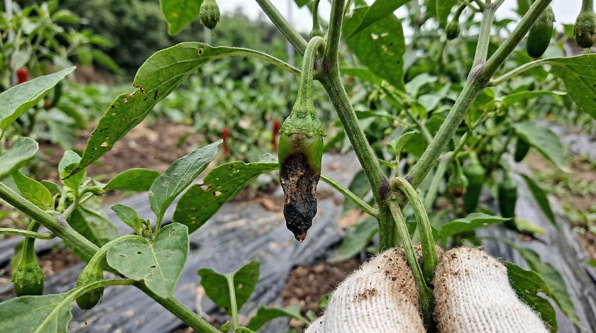 고추 줄기 끝 부분이 검게 변한 모습. AI로 생성된 이미지입니다. / 위키트리