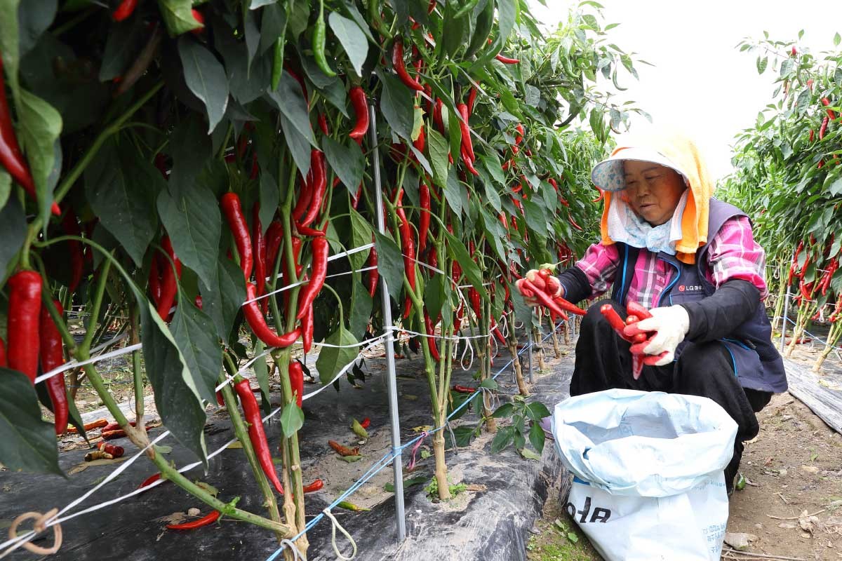 충남 금산군 군북면 고추 밭에서 농부들이 농촌진흥청 국립원예특작과학원이 개발한 '수확량 향상 기술'로 키운 고추를 수확하고 있다. 이 기술은 줄기를 기존 1줄기가 아닌 4줄기로 재배하는 육묘법으로, 수량을 20% 이상 늘릴 수 있다.  / 농촌진흥청, 뉴스1