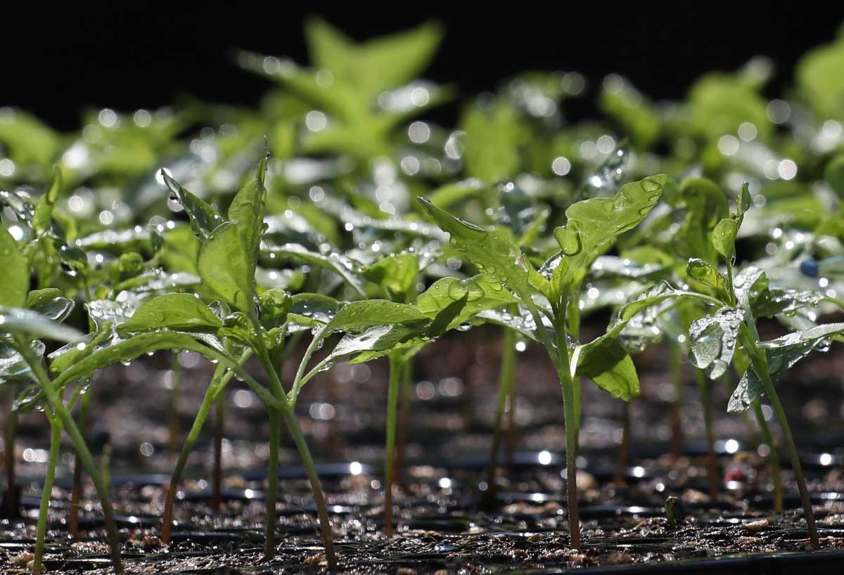 물방울 품은 고추 모종. / 뉴스1