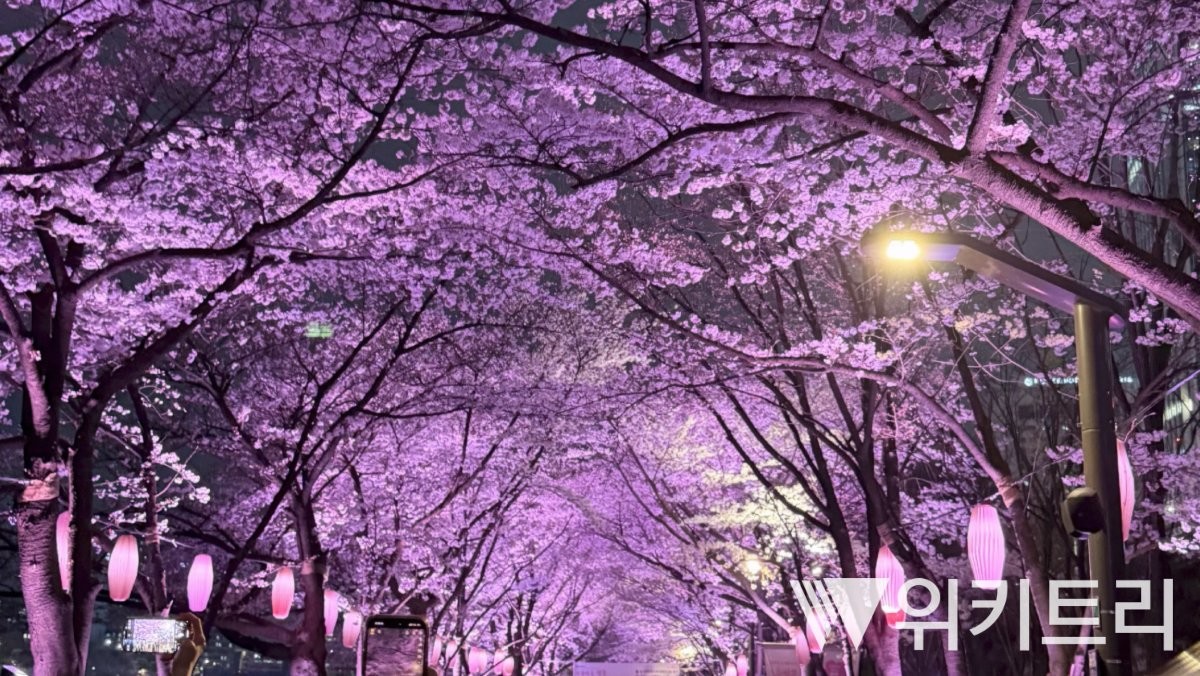 서울 송파구 잠실역 인근 석촌호수에 벚꽃이 만개한 모습. / 위키트리