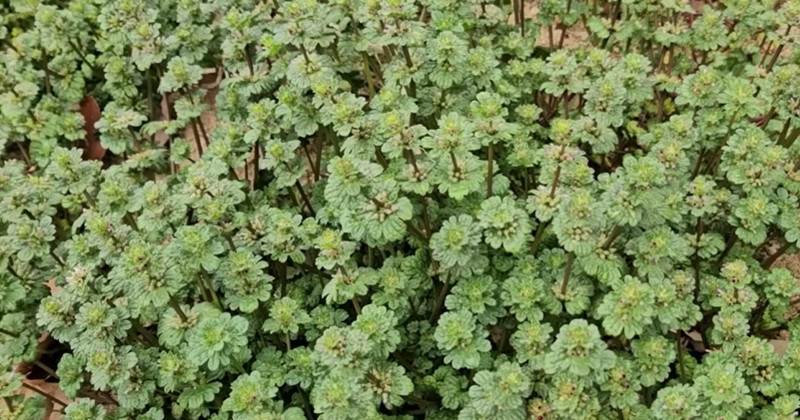 유튜브 '텃밭친구'