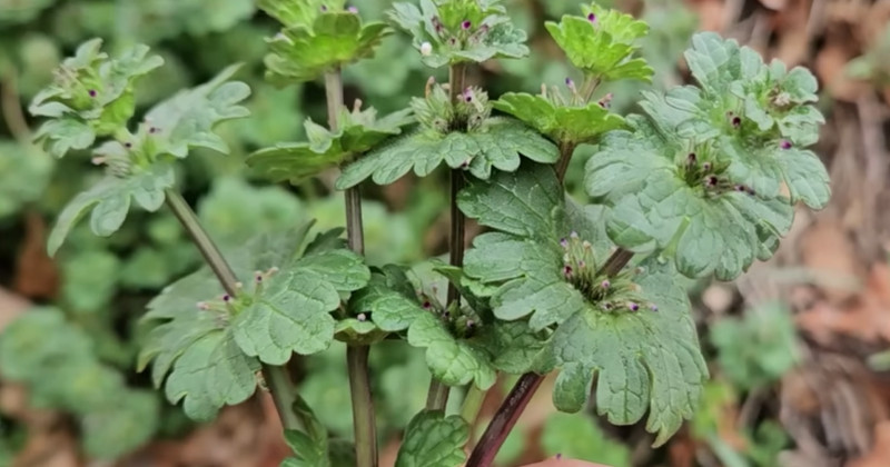 유튜브 '텃밭친구'