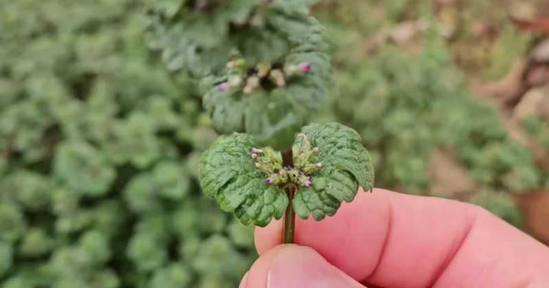 유튜브 '텃밭친구'
