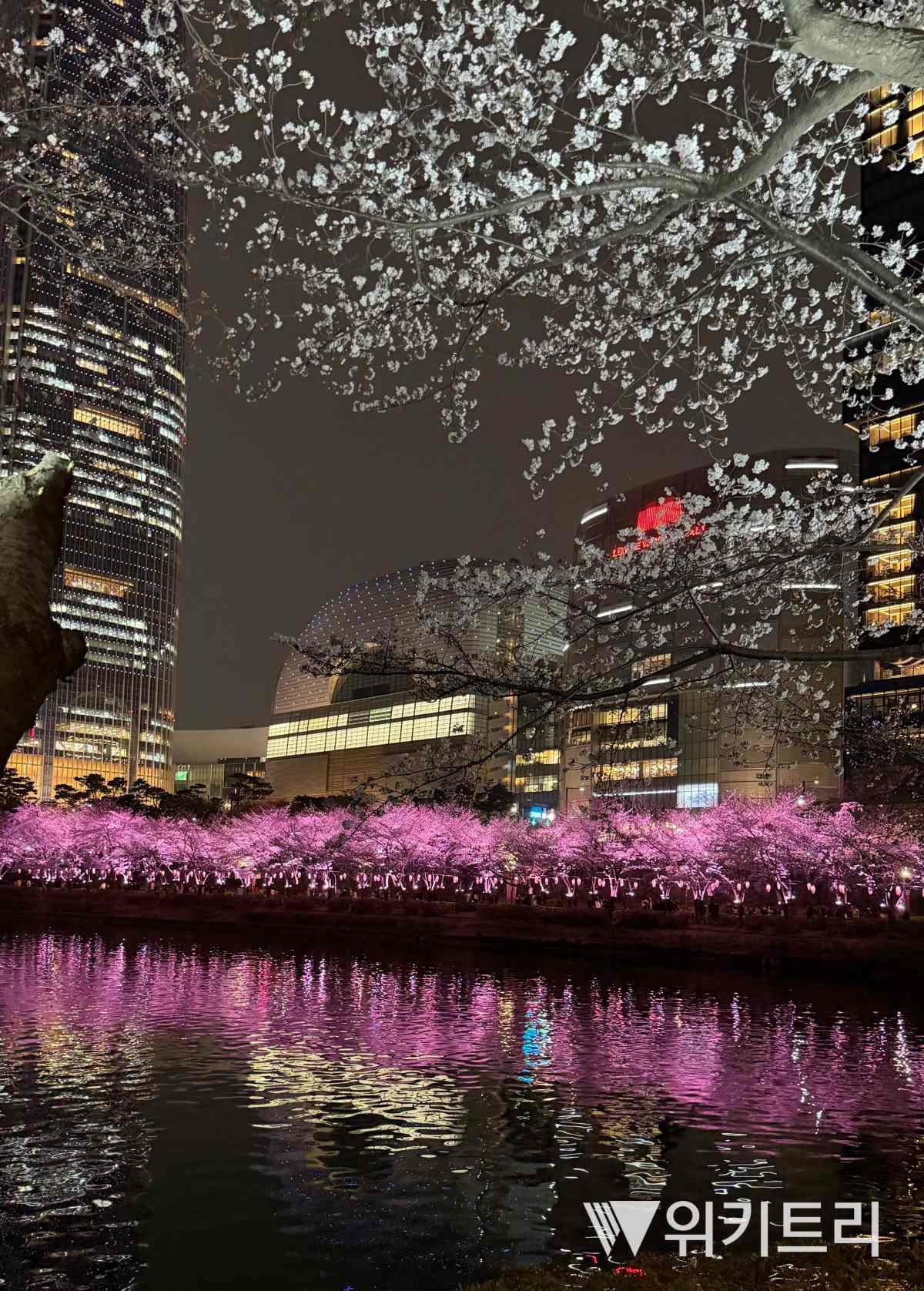 서울 송파구 잠실역 인근 석촌호수에 벚꽃이 만개한 모습. / 위키트리