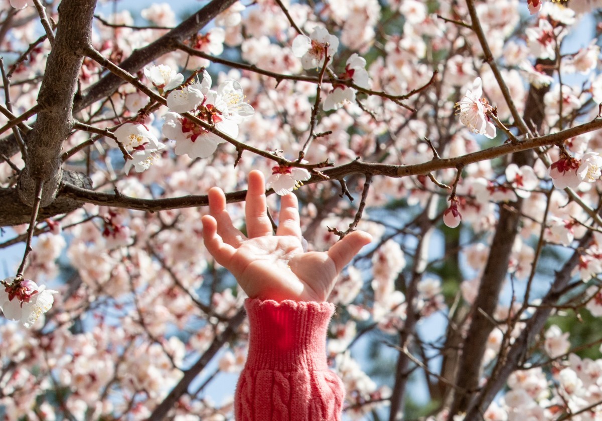 벚꽃을 손에 잡고 싶은 아이의 손. / 뉴스1