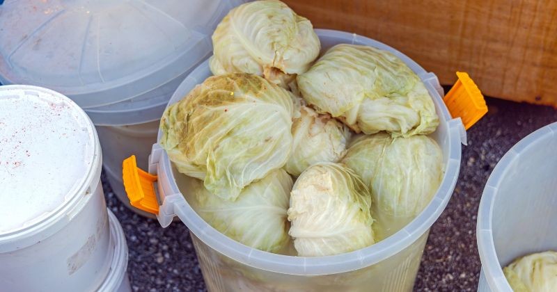 절인 양배추 / shutterstock