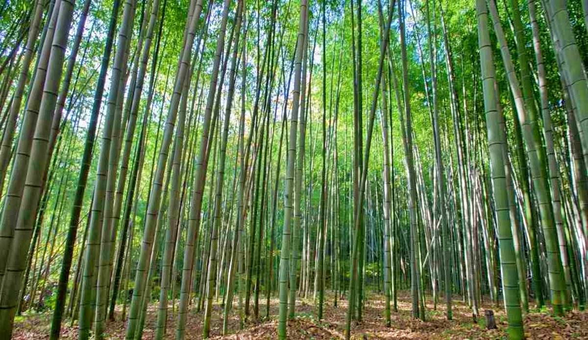 소쇄원 대나무숲 / ⓒ한국관광콘텐츠랩