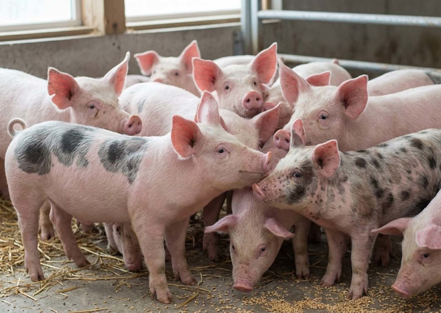 돼지. AI 툴로 제작한 사진.