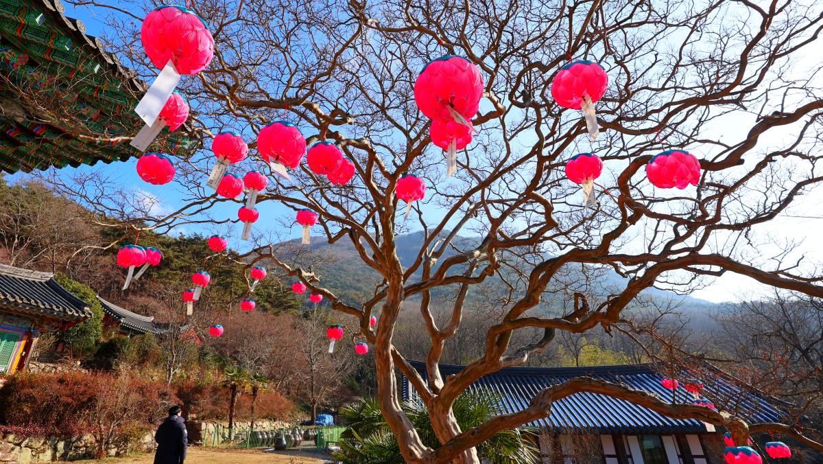 만연사 배롱나무에 걸린 붉은 연등. / 연합뉴스