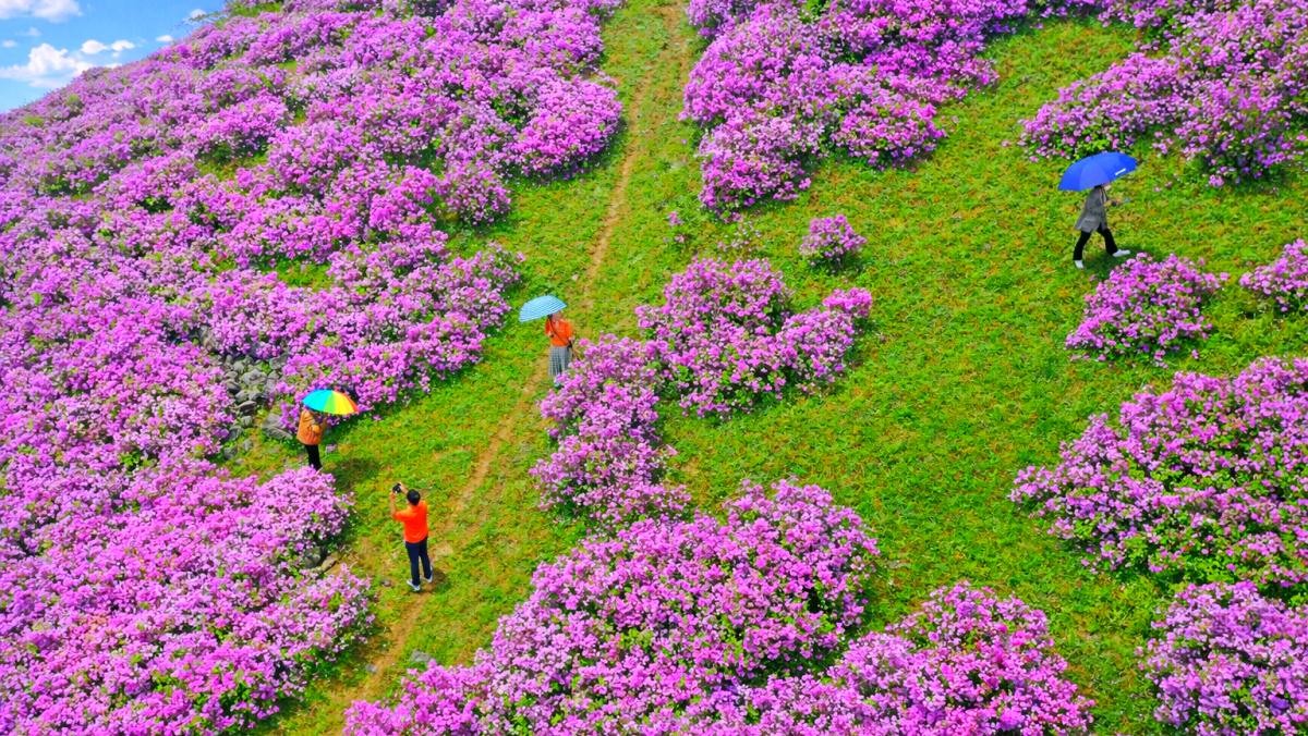 전남 화순 수만리 철쭉 군락지 모습. / 연합뉴스, AI