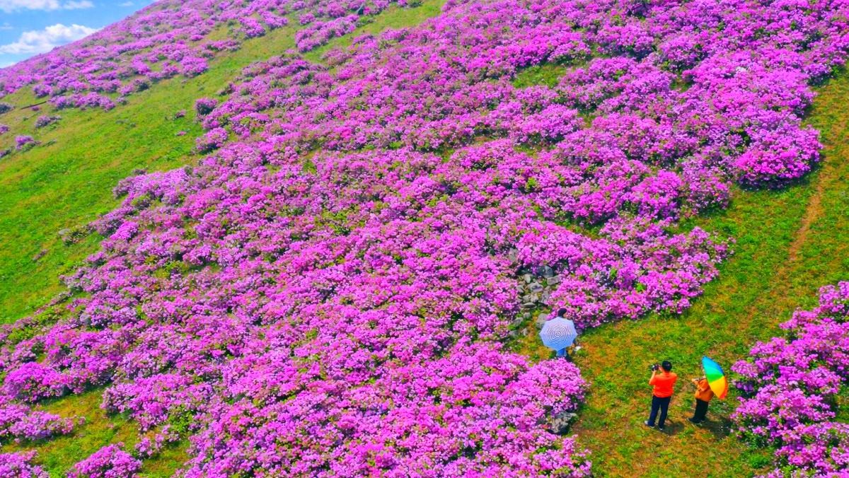 전남 화순 수만리 철쭉 군락지 모습. / 연합뉴스, AI