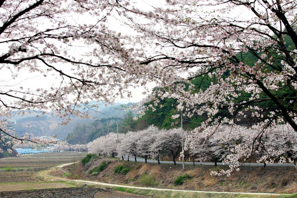 장곡사 벚꽃길 / 청양군