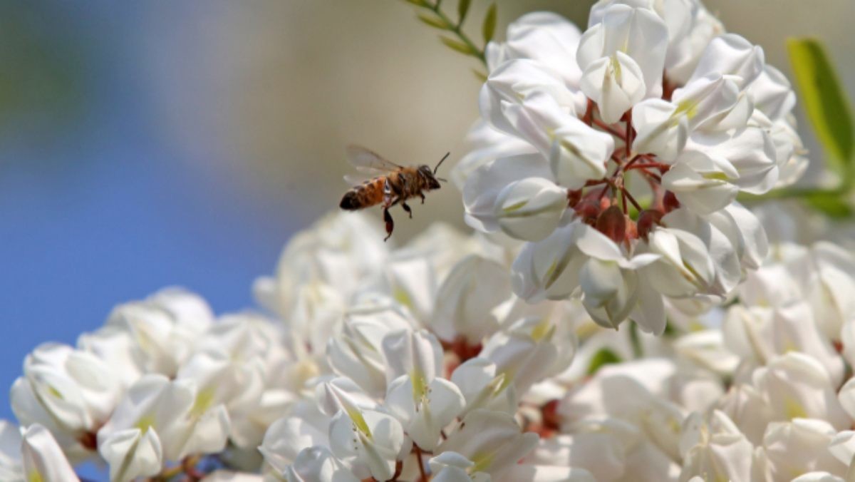 꿀벌 사진 / 연합뉴스