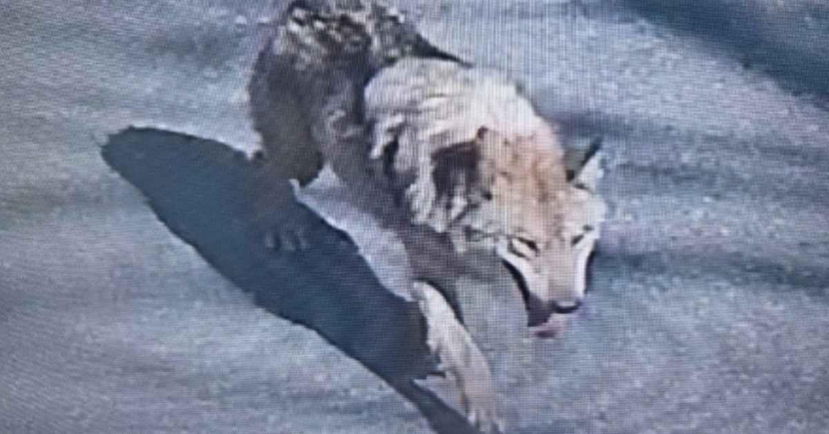 [늑대 탈출] '미인계' 쓰려고 동원한 유인용 늑대, 알고보니 수컷이었다