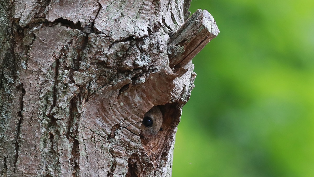 카메라에 다 찍혔다…분당에서 2마리 한꺼번에 발견돼 난리 난 '멸종위기 동물'