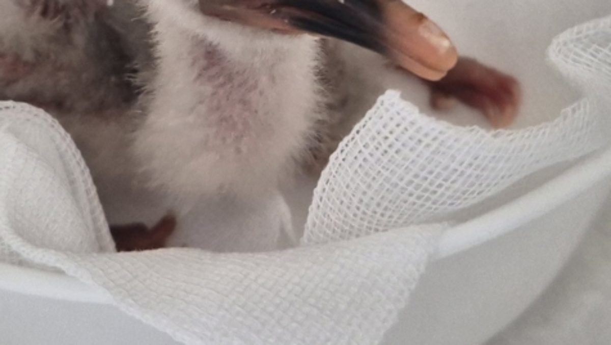 엄청 귀한 몸인데…올해 첫 부화 성공해 난리 난 '천연기념물' 정체