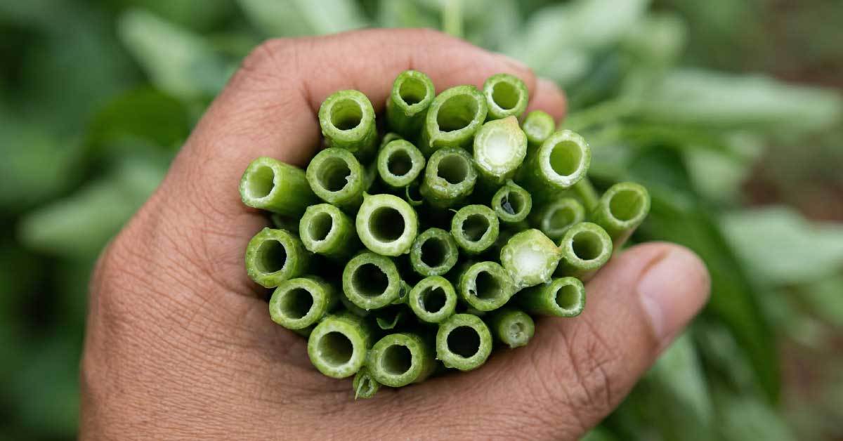 한국에선 잡초 취급받았는데 베트남에선 ‘보약’이라 불리는 국민 반찬