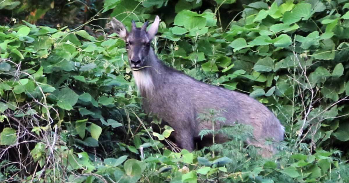 “국내 1000마리뿐인데”…‘이 산’에선 못 볼 수도 있는 멸종위기 1급 동물, 무슨 일?
