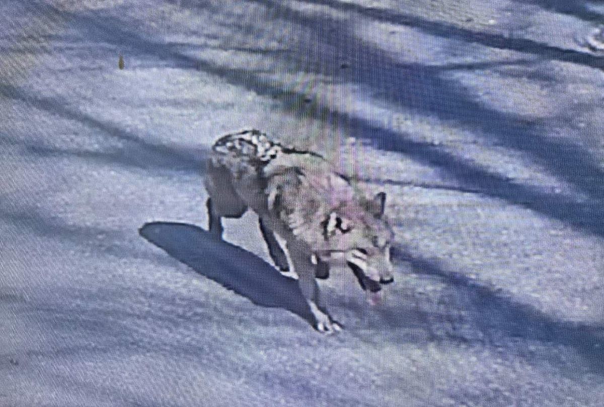 대전 오월드 탈출한 늑대, 충북 청주서 목격 신고…현재 행방 묘연 