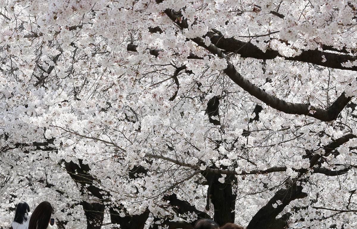 청주 무심천 벚꽃 축제서 여중생 집단폭행 사건 터졌다…경찰, 또래 4명 입건   