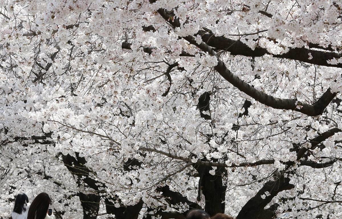 청주 무심천 벚꽃 모습. 기사 이해를 돕기 위한 자료 사진. 청주 청원경찰서는 10일 중학생을 집단 폭행한 혐의(폭력행위처벌법상 공동폭행)로 A 양 등 또래 4명을 불구속 입건해 조사하고 있다. A 양 등은 지난 5일 오후 7시 50분쯤 청주 무심천 벚꽃 축제가 열리던 둔치 무대 뒤편 임시주차장에서 B 양을 집단 폭행한 혐의를 받고 있다. 당시 축제 자원봉사자가 이들을 제지하고 경찰에 신고한 것으로 전해졌다. 현재 경찰은 정확한 경위를 조사 중이다. / 연합뉴스