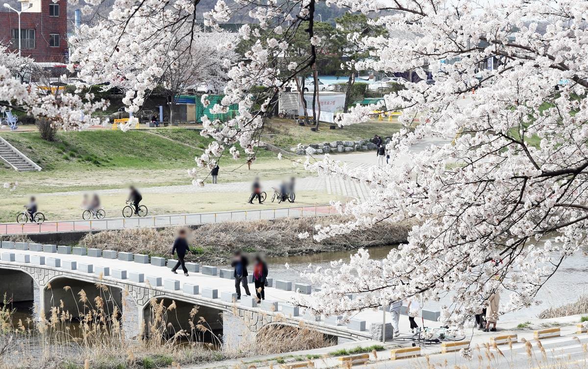 청주 무심천 벚꽃 모습. 기사 이해를 돕기 위한 자료 사진. 청주 청원경찰서는 10일 중학생을 집단 폭행한 혐의(폭력행위처벌법상 공동폭행)로 A 양 등 또래 4명을 불구속 입건해 조사하고 있다. A 양 등은 지난 5일 오후 7시 50분쯤 청주 무심천 벚꽃 축제가 열리던 둔치 무대 뒤편 임시주차장에서 B 양을 집단 폭행한 혐의를 받고 있다. 당시 축제 자원봉사자가 이들을 제지하고 경찰에 신고한 것으로 전해졌다. 현재 경찰은 정확한 경위를 조사 중이다.     / 연합뉴스
