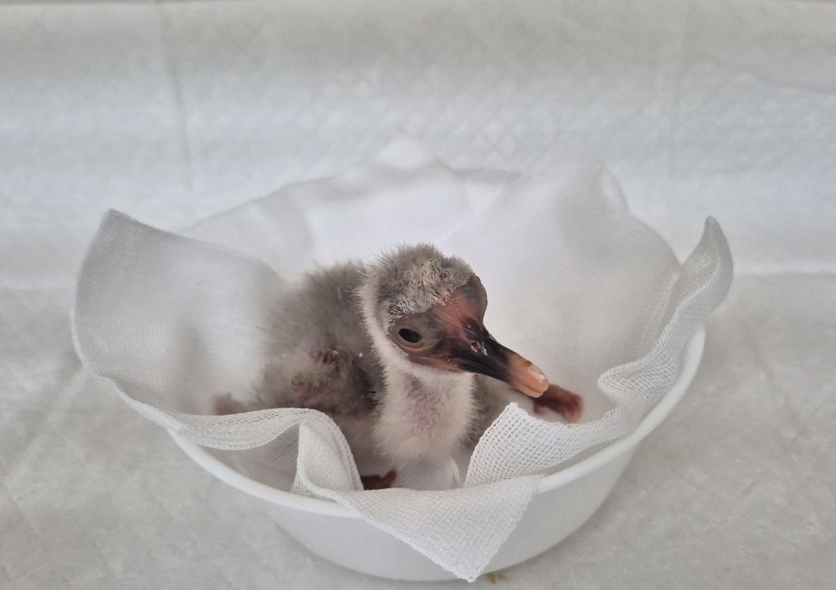 올해 첫 부화 성공한 창년 우포따오기의 모습. / 창녕군 제공