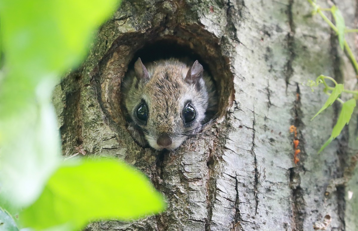 나무 구멍 밖으로 고개를 내밀고 있는 멸종위기종 하늘다람쥐 / 뉴스1