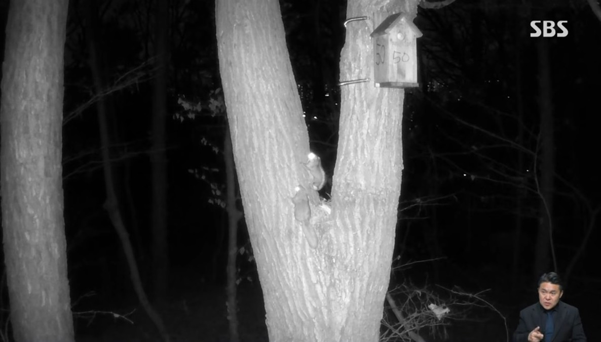 경기도 성남시 영장산에서 무인카메라에 포착된 하늘다람쥐 2마리 / SBS