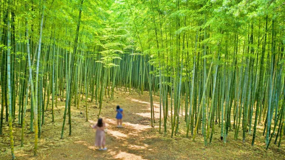 아홉산숲 / 부산관광아카이브