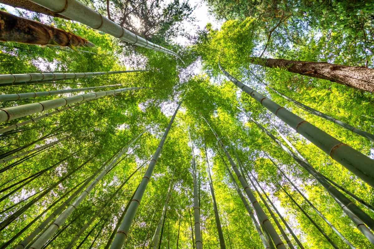 아홉산숲   / 부산관광아카이브