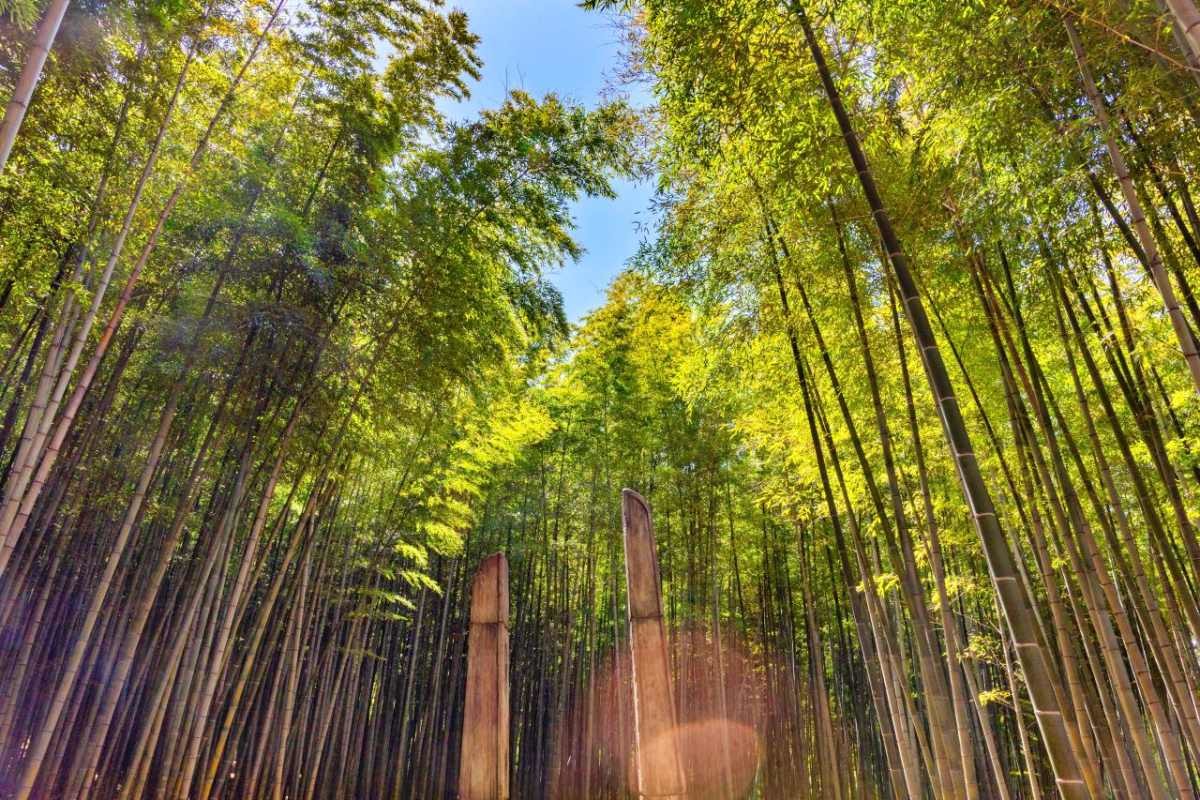 아홉산숲   / 부산관광공사