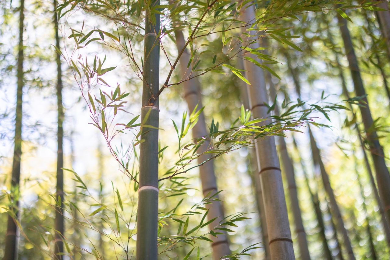 아홉산숲   / 부산관광공사