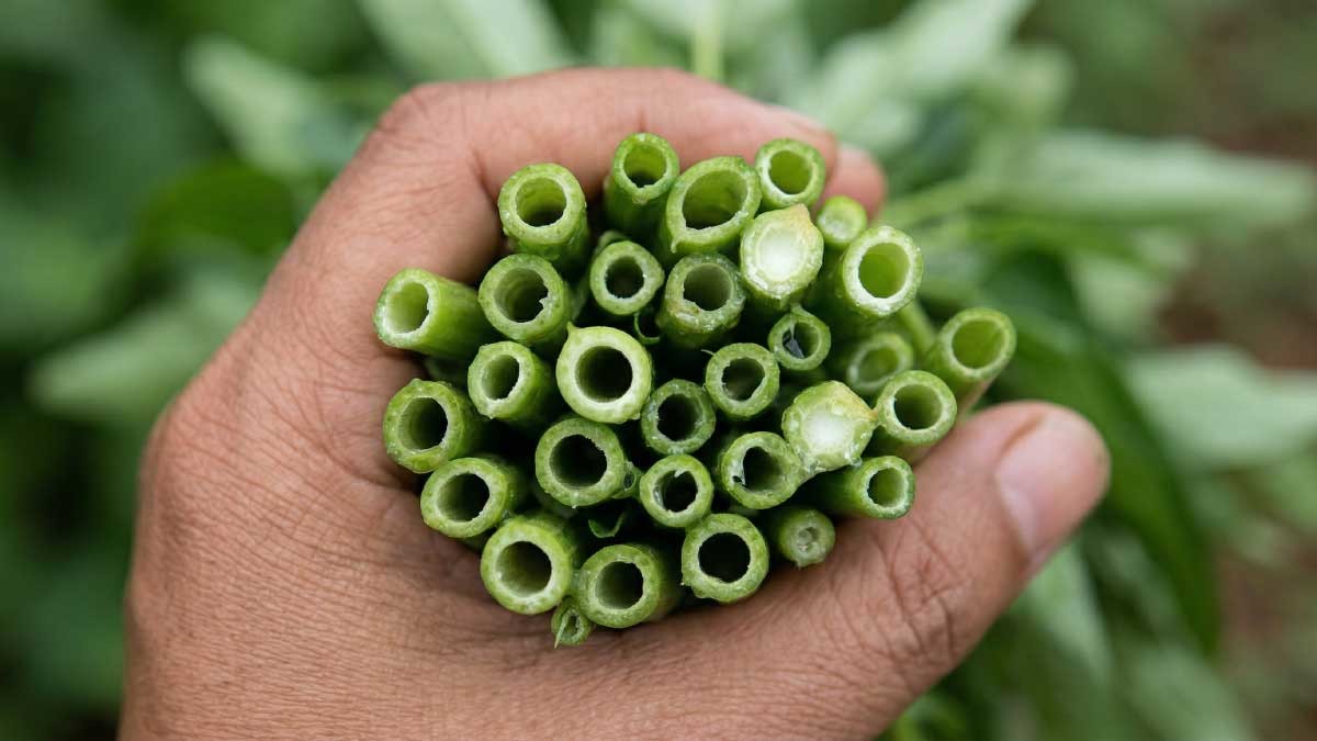 공심채를 들고 있는 사진. 이해를 돕기 위해 AI로 제작되었습니다. / 위키트리