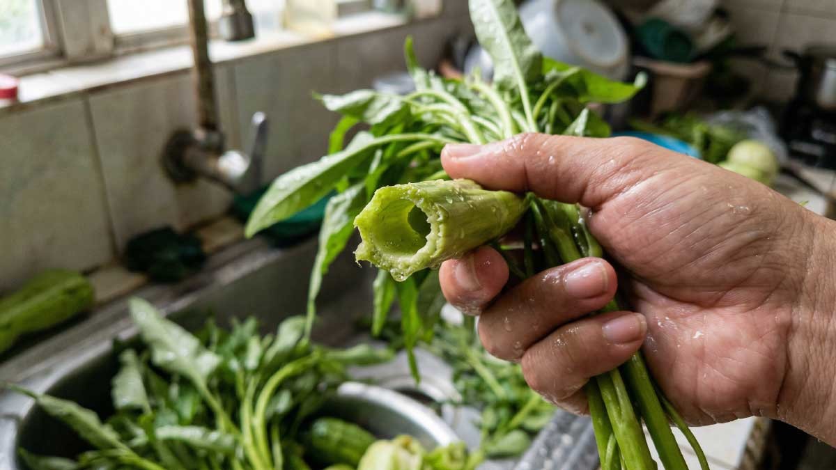 공심채를 물에 세척한 모습. 기사 이해를 돕기 위해 AI로 제작되었습니다. / 위키트리