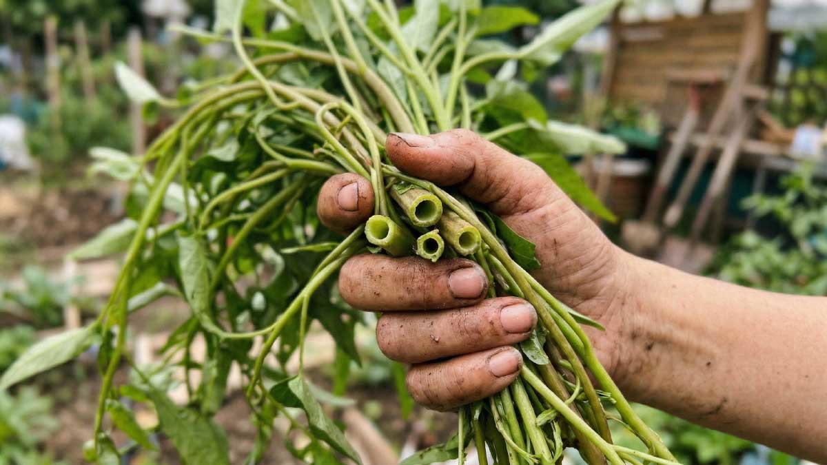 공심채 이해를 돕기 위해 AI로 만든 이미지. / 위키트리